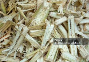 bagasse pulp